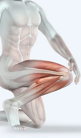 musculoskeletal system