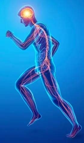 nervous system support
