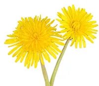 Healthy Liver Foods that Cleanse and rejuvenate %count healthy-liver-food-Dandelion
